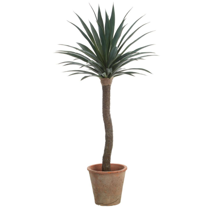 Yucca Clay Pot | 4'