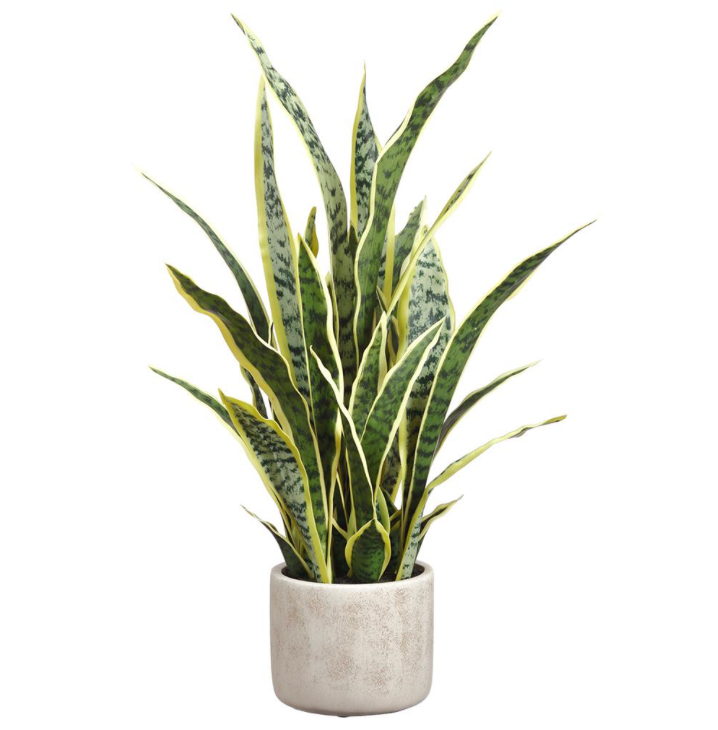 Sansevieria Potted Plant | 28"