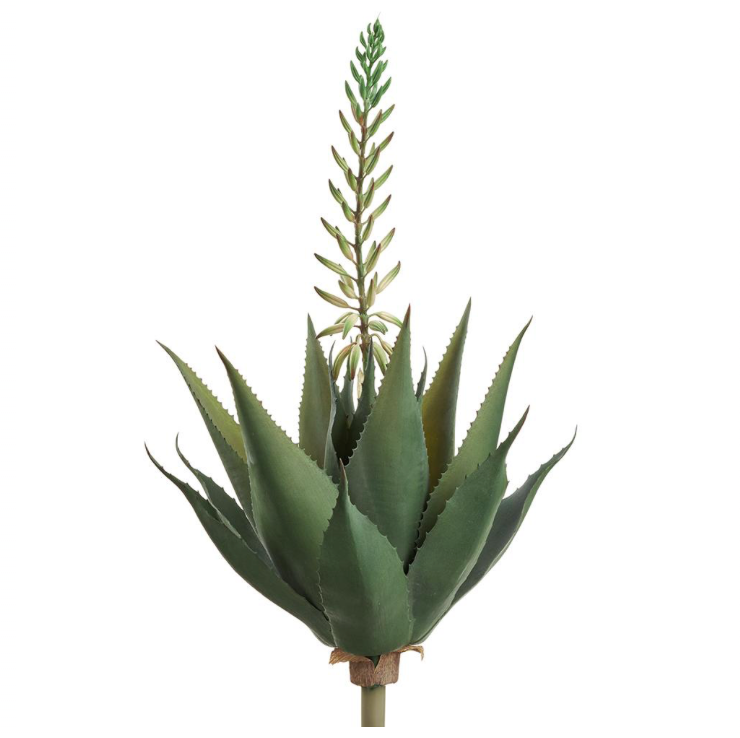 Blooming Agave Plant | 29"