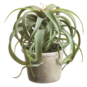 Tillandsia Potted | 10.5"