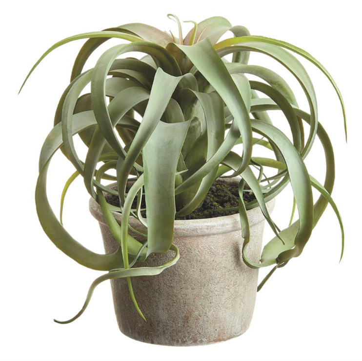 Tillandsia Potted | 10.5"