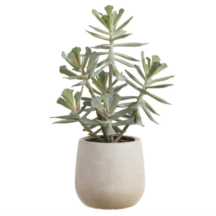 Aeonium Faux Pot | 12"