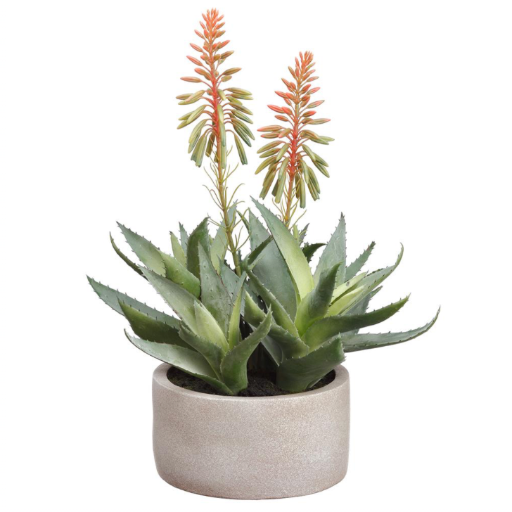 Blooming Agave Plant | 14"