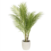 Areca Palm Tree Cement Pot | 42"
