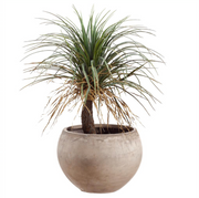 Desert Palm Tree Planter | 39.5"
