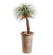Desert Palm Cement Planter | 6'