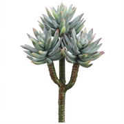 Mini Agave | 8"