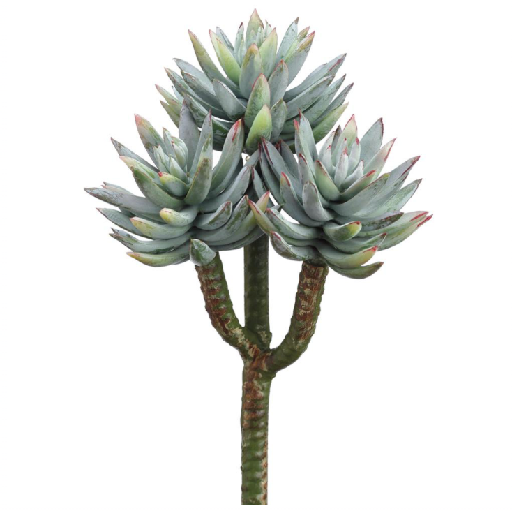 Mini Agave | 8"