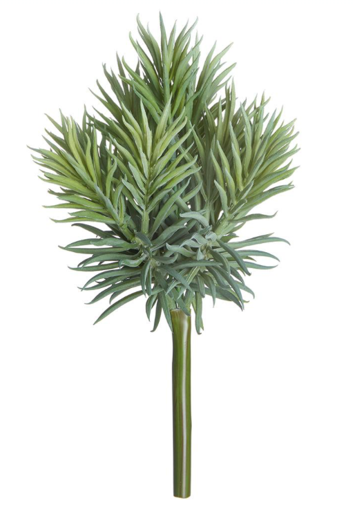 Senecio Pick | 12"