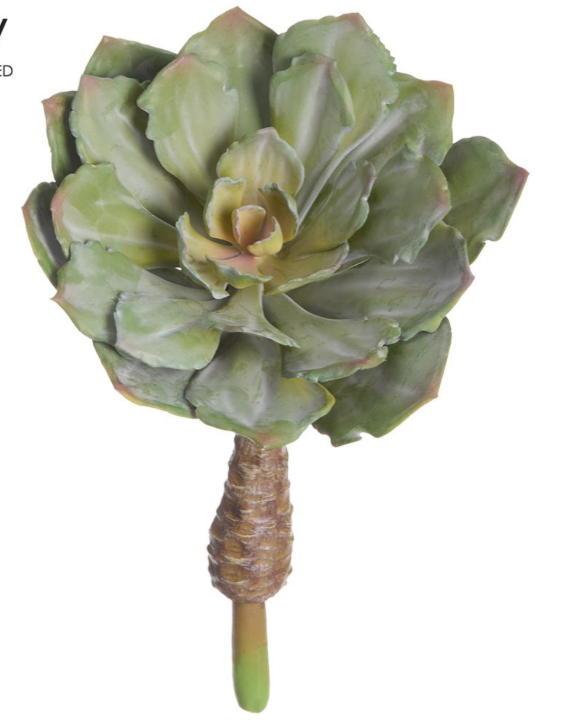 Echeveria Pick Green | 12"