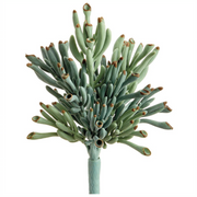 Coral Succulent Pick | 9"