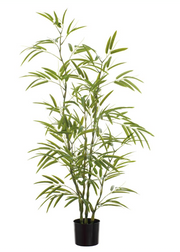Bamboo Tree Potted | 6'