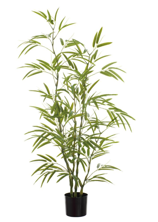 Bamboo Tree Potted | 6'