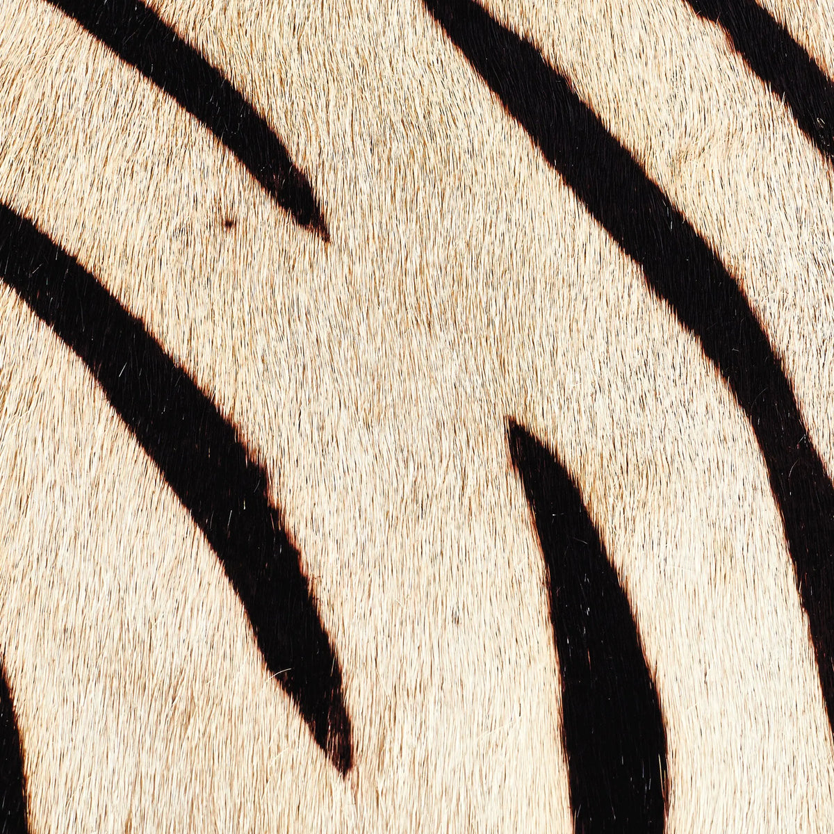 Zebra Box Set